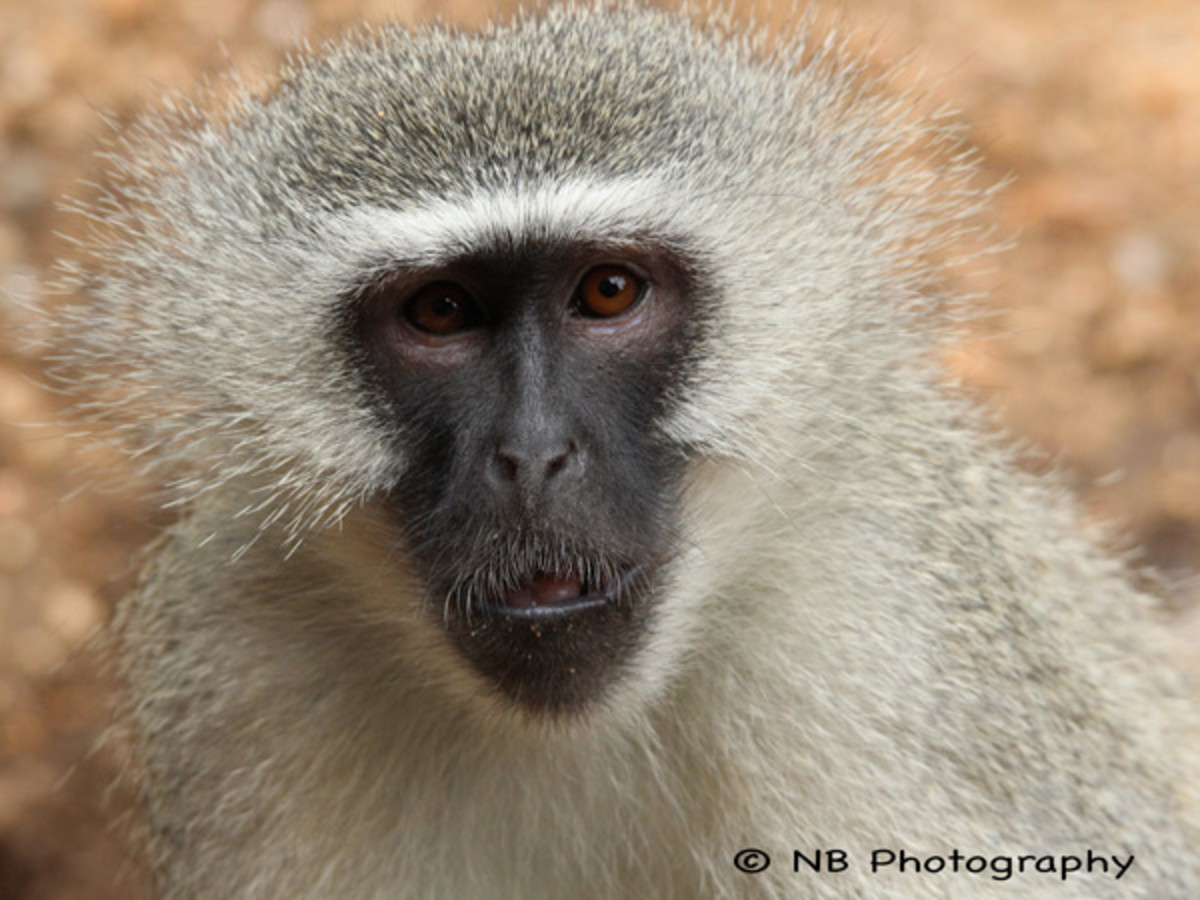 natasha-barnard-wildlife-7.jpg